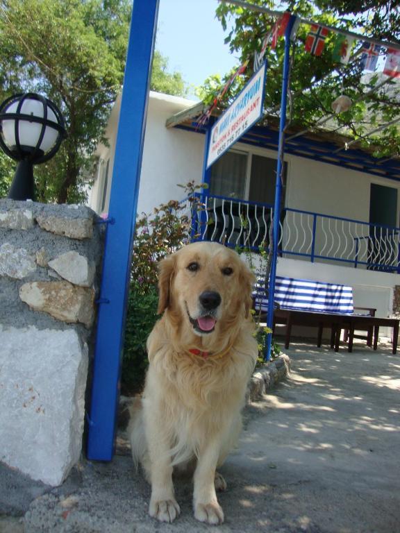 Mavi Akvaryum Pension Hotel Sogut  Екстериор снимка